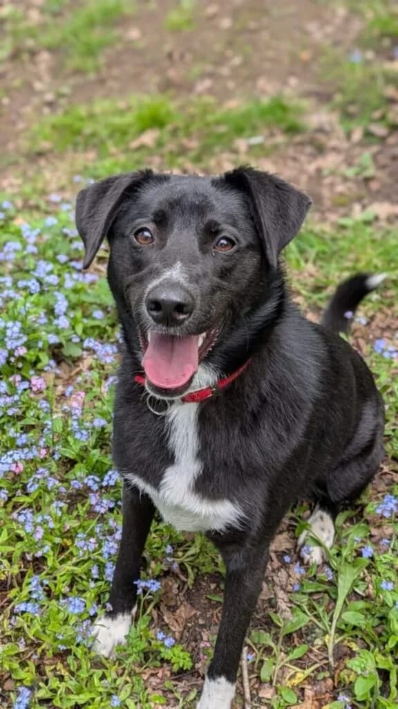 Leah, female Mixed Breed for adoption at Mayflower Sanctuary