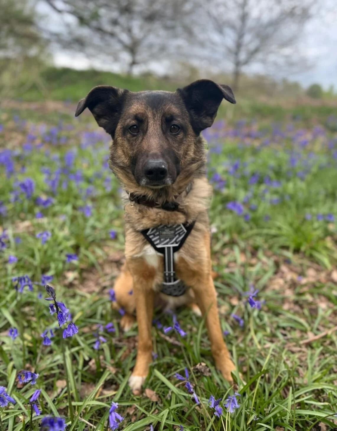 Isla, female Mixed Breed for adoption at Mayflower Sanctuary