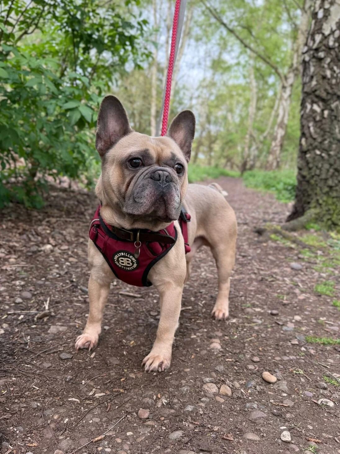 Blu, male Mixed Breed for adoption at Mayflower Sanctuary