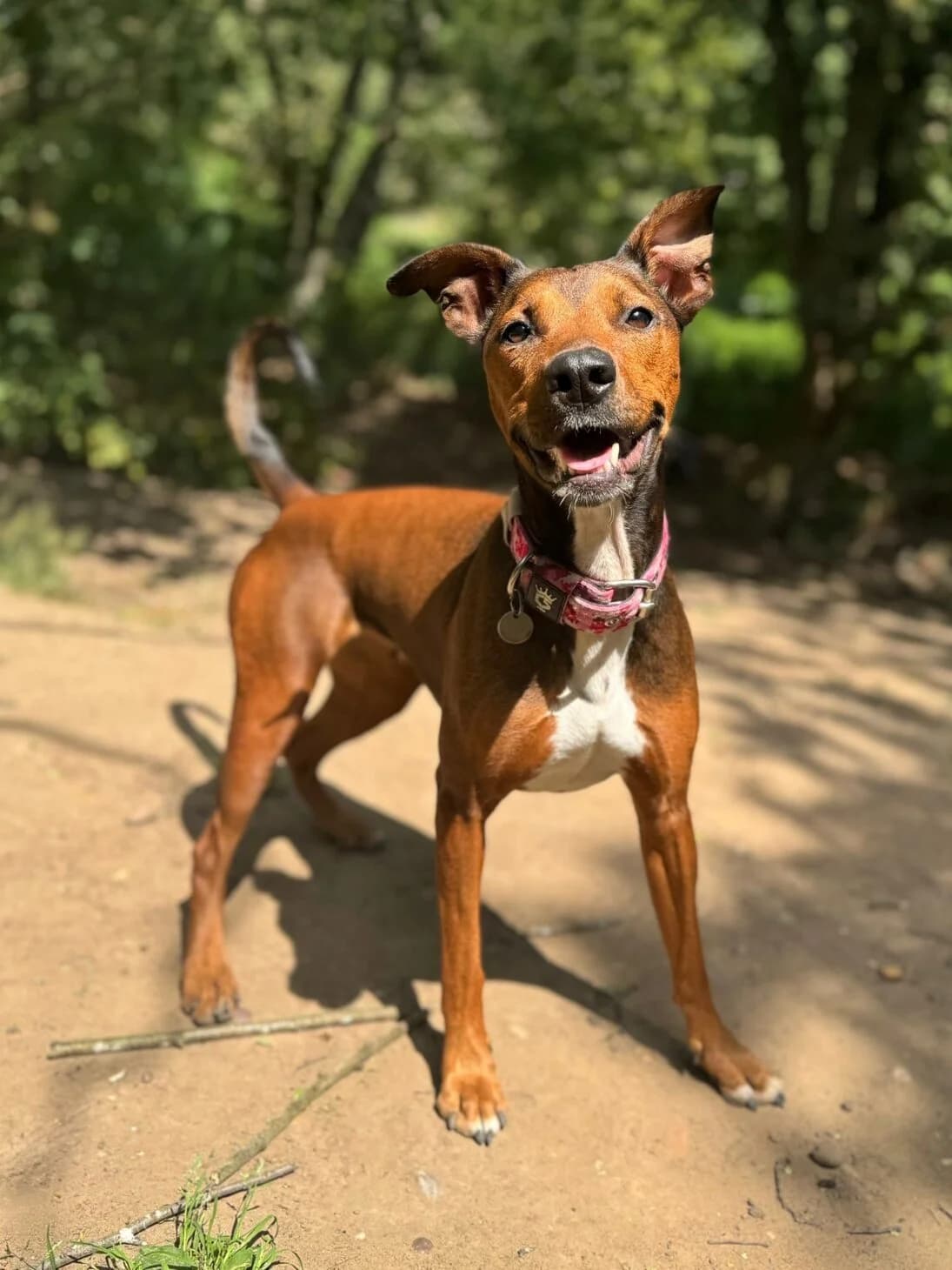 Bella, female Mixed Breed for adoption at Mayflower Sanctuary