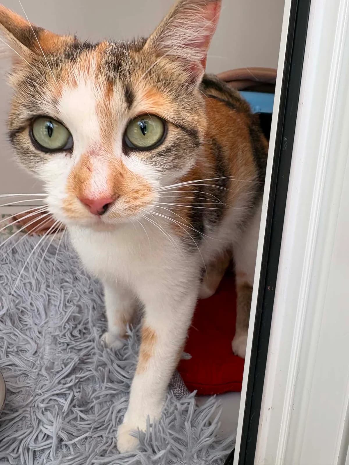 Galaxy, female 3yo Mixed Breed for adoption at Mayflower Sanctuary