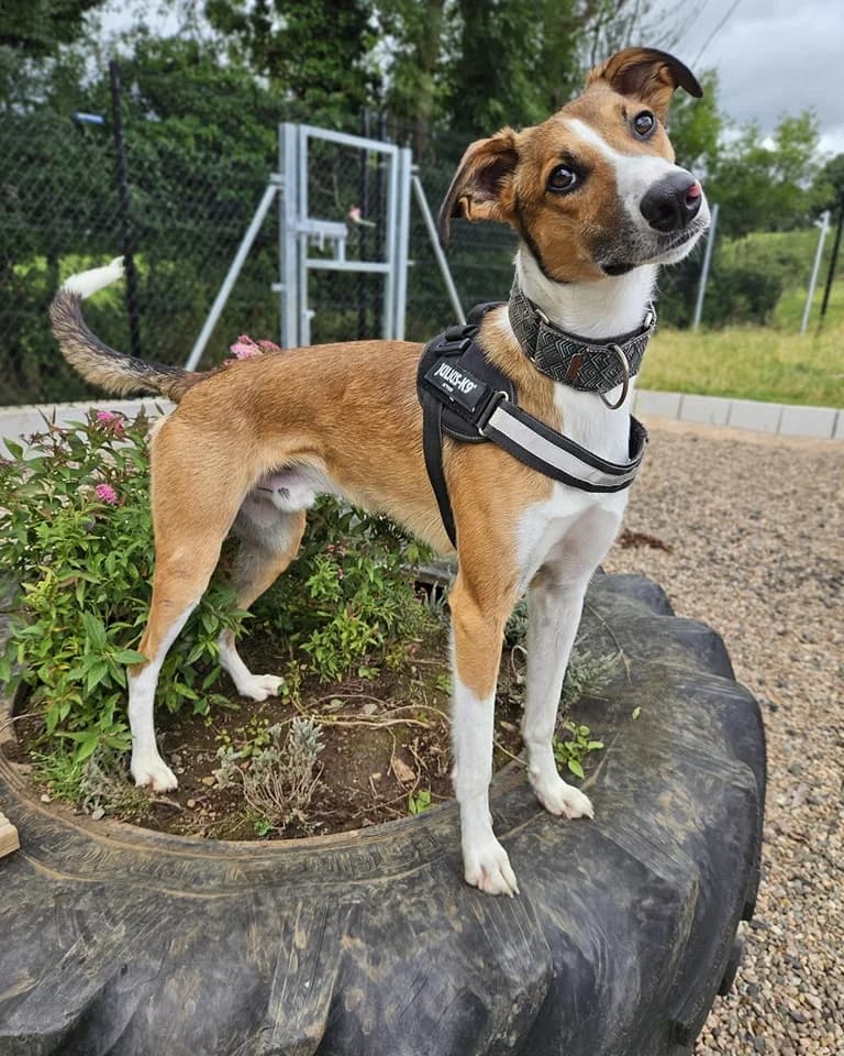 Red,  Mixed Breed for adoption at Mid Antrim Animal Sanctuary