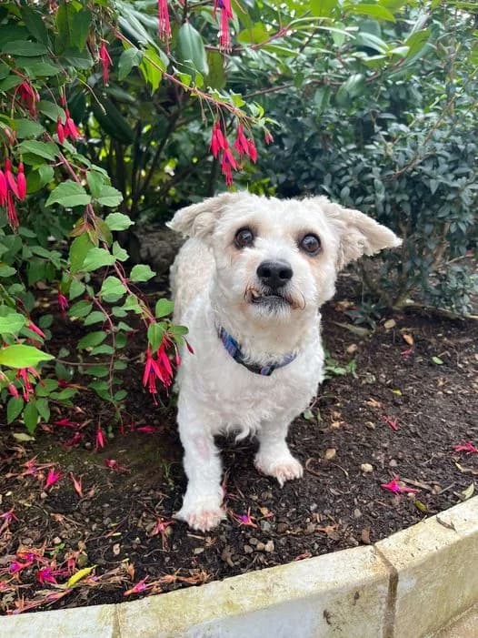 Bert, male senior Shih Tzu for adoption at Mid Antrim Animal Sanctuary, Belfast