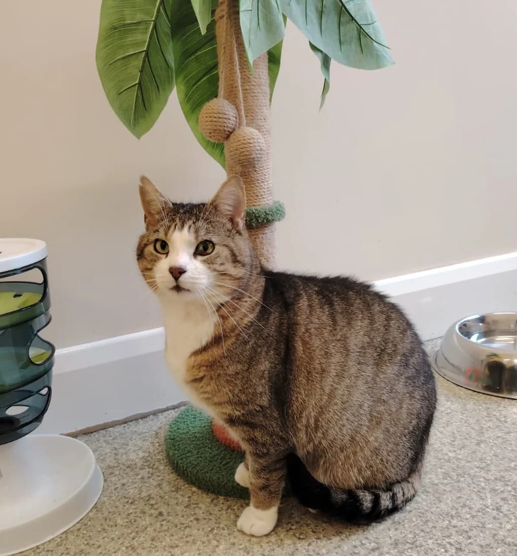 Misha, male 6yo Mixed Breed Cat for adoption at Mid Antrim Animal Sanctuary, Belfast