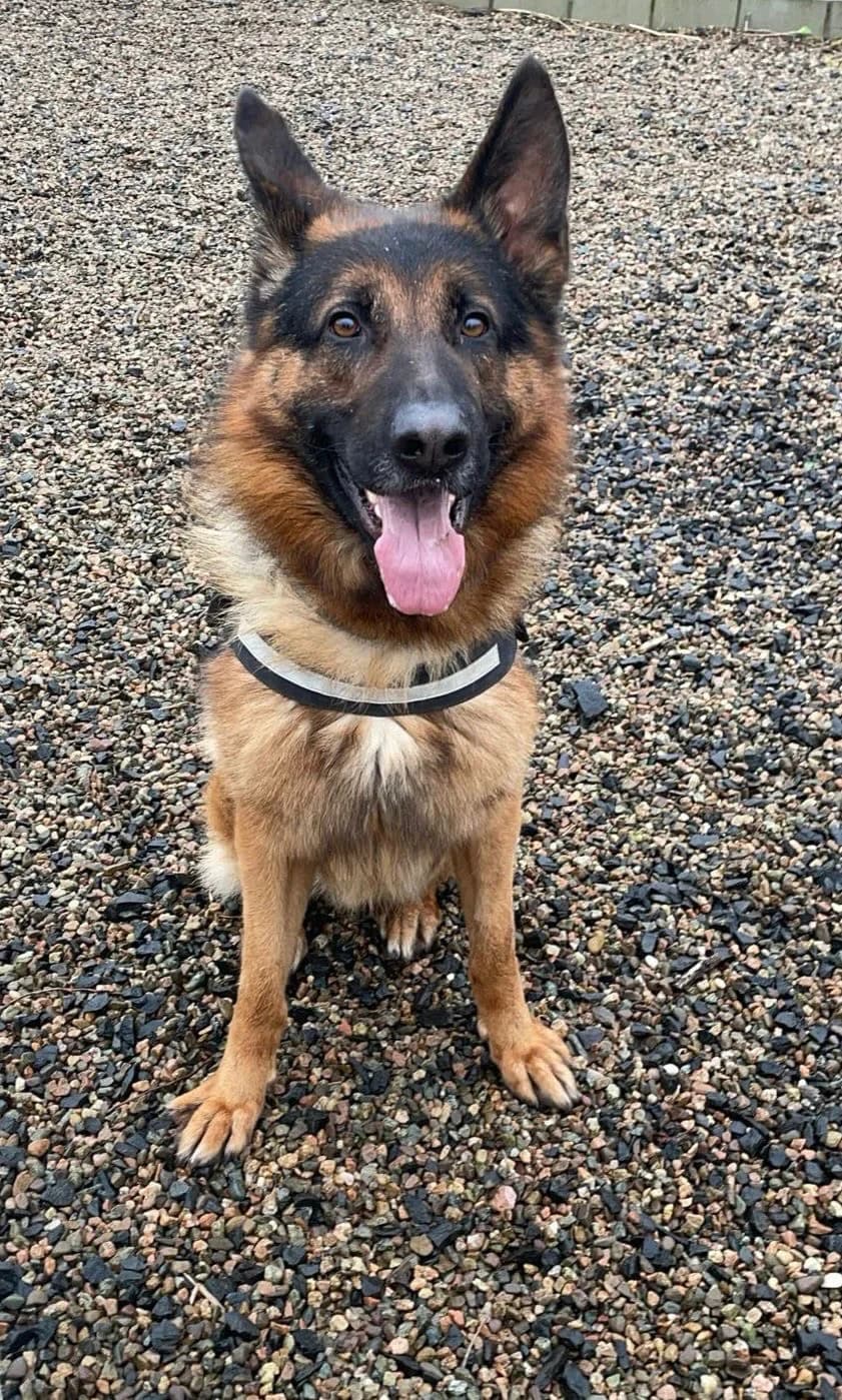 Forest, female Mixed Breed for adoption at Mid Antrim Animal Sanctuary