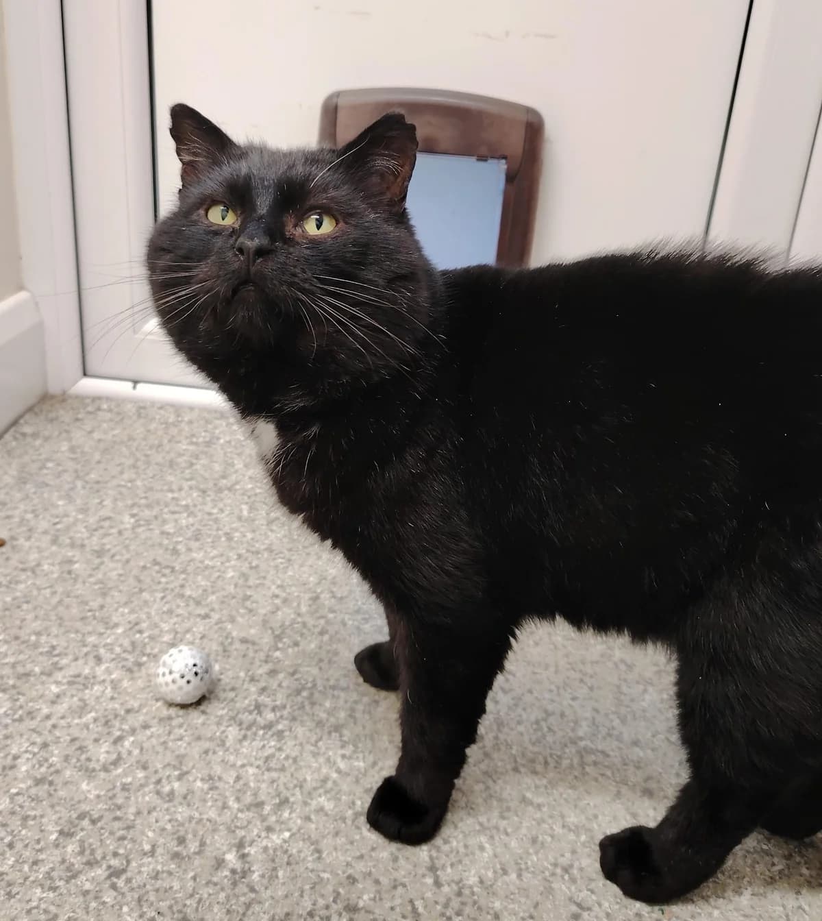 Bobby,  Mixed Breed Cat for adoption at Mid Antrim Animal Sanctuary, Belfast