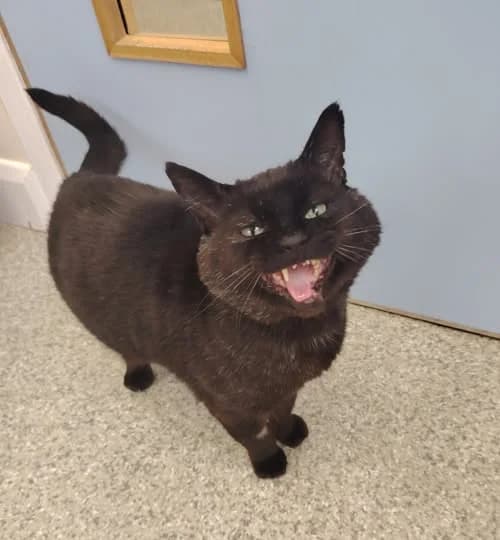 Furball, male Mixed Breed Cat for adoption at Mid Antrim Animal Sanctuary