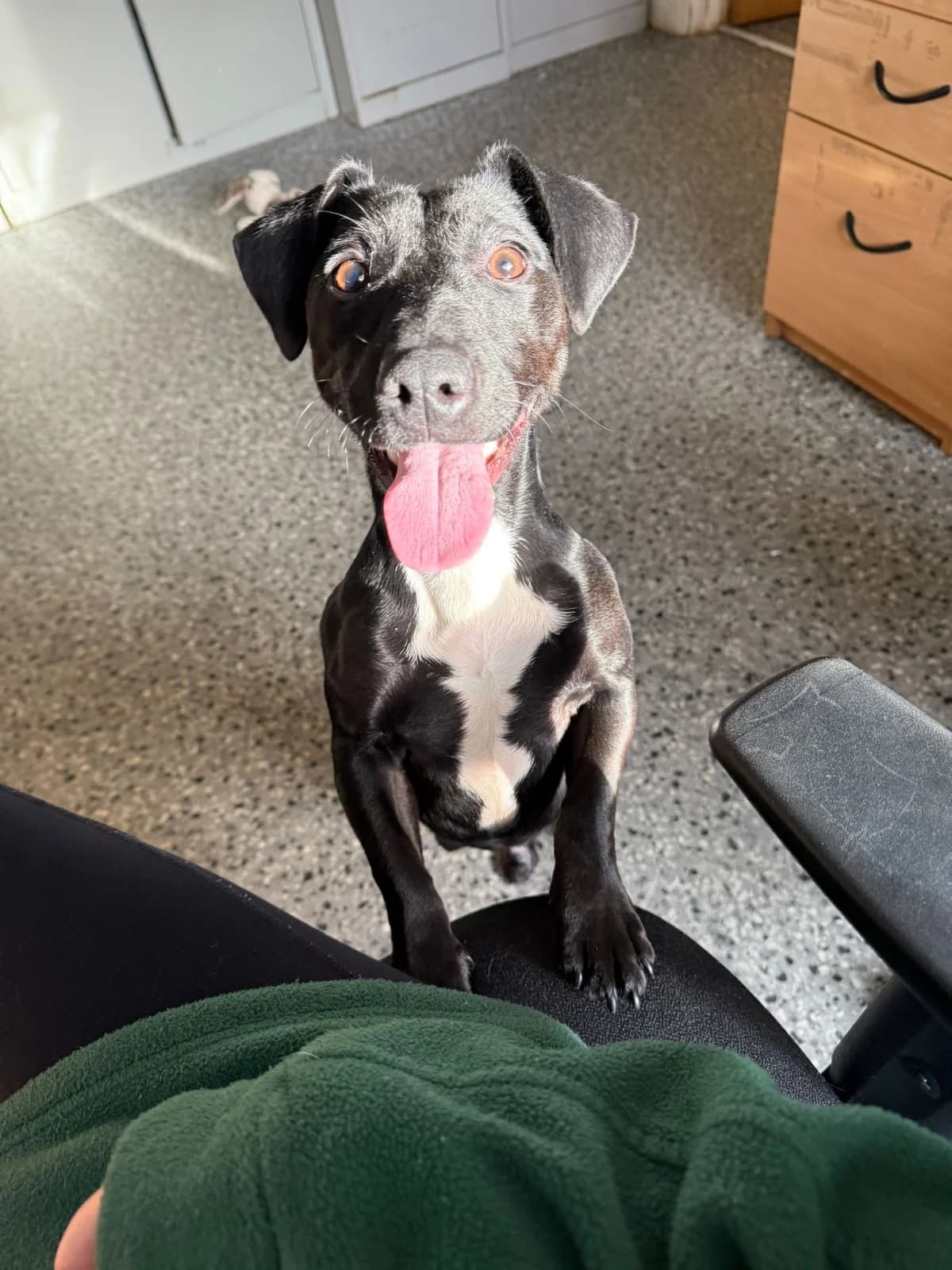Papi, female Mixed Breed for adoption at Mid Antrim Animal Sanctuary