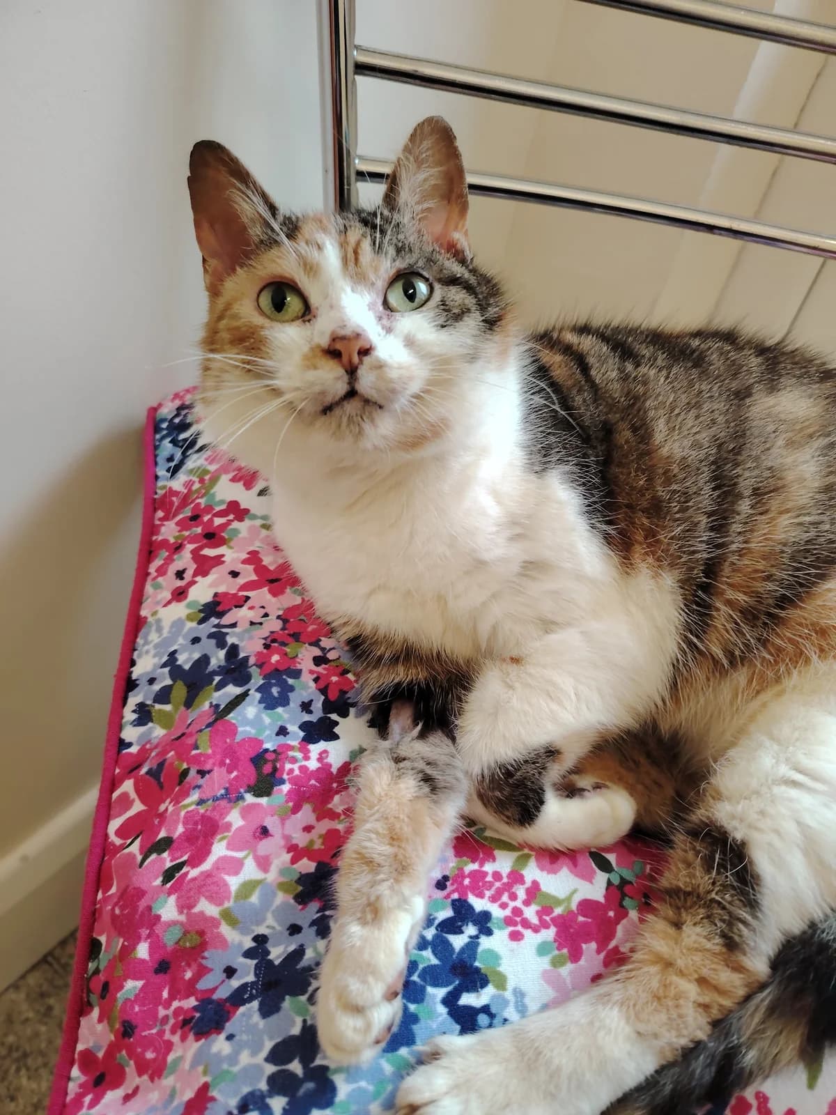 Patches, female 4yo Mixed Breed Cat for adoption at Mid Antrim Animal Sanctuary, Belfast