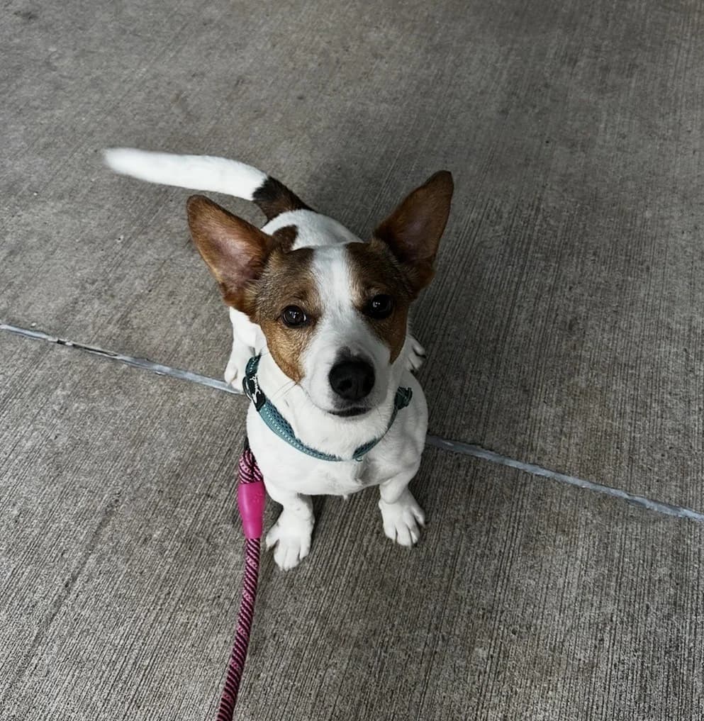 Jack D, male 5yo Jack Russell Terrier for adoption at Mid Antrim Animal Sanctuary, Belfast