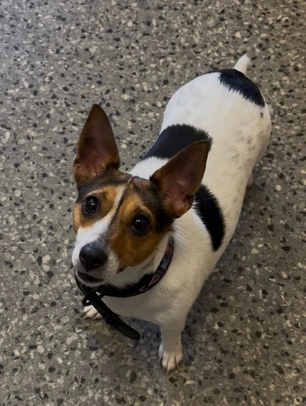 Skye,  Mixed Breed for adoption at Mid Antrim Animal Sanctuary