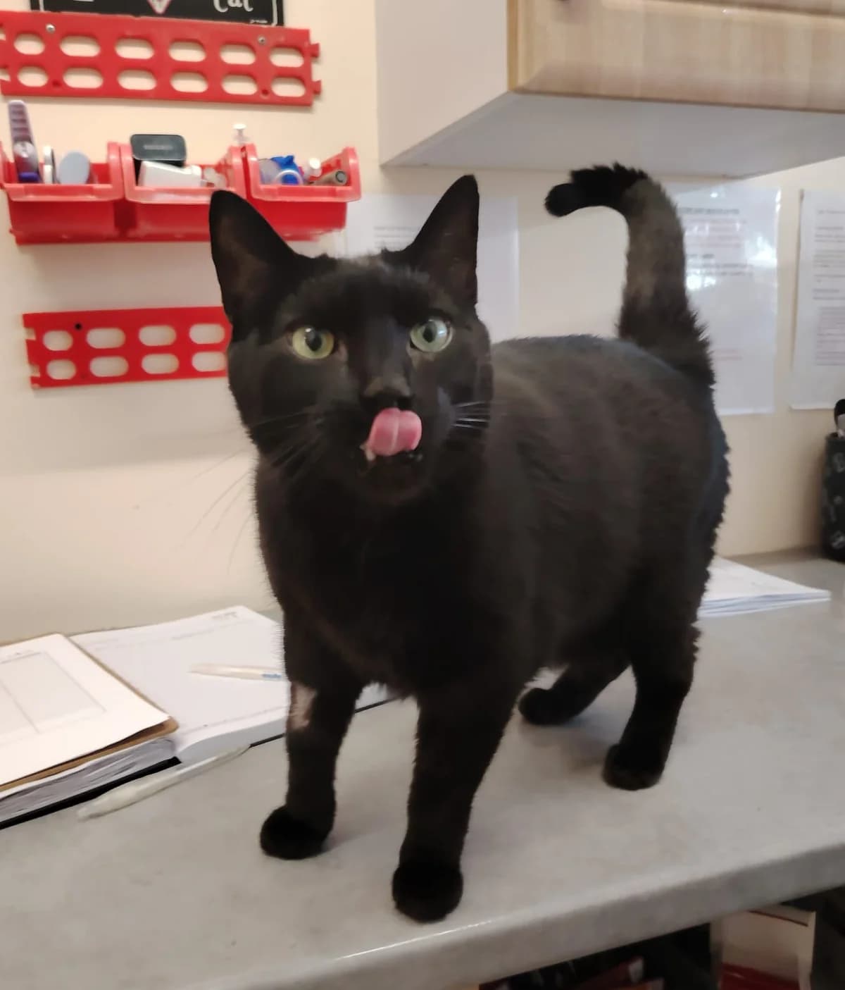 Eddie (Edgar),  Mixed Breed for adoption at Mid Antrim Animal Sanctuary