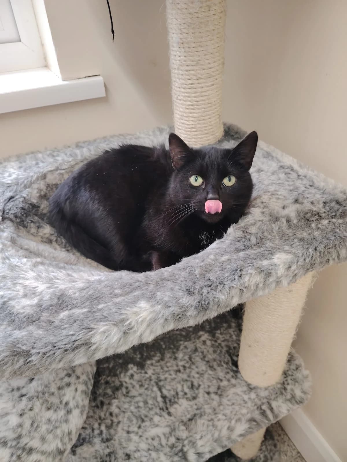 Harmony, female young Mixed Breed Cat for adoption at Mid Antrim Animal Sanctuary, Belfast