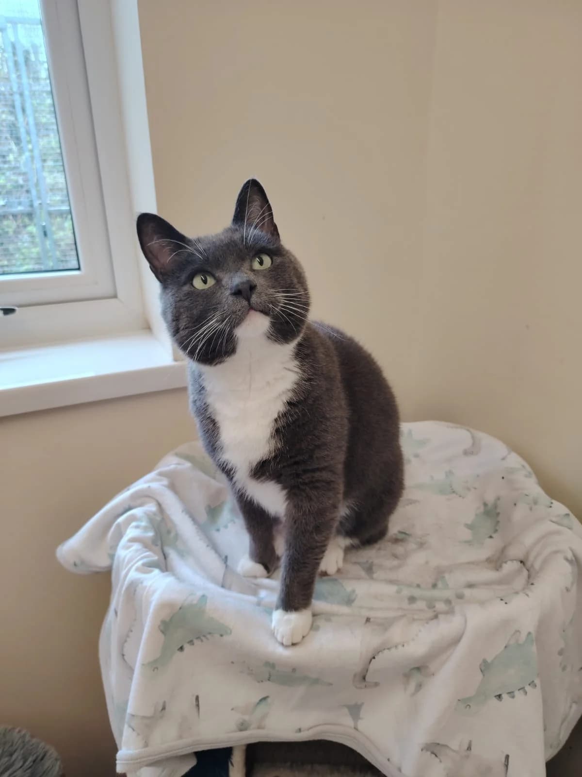 Thor,  7yo Mixed Breed Cat for adoption at Mid Antrim Animal Sanctuary, Belfast