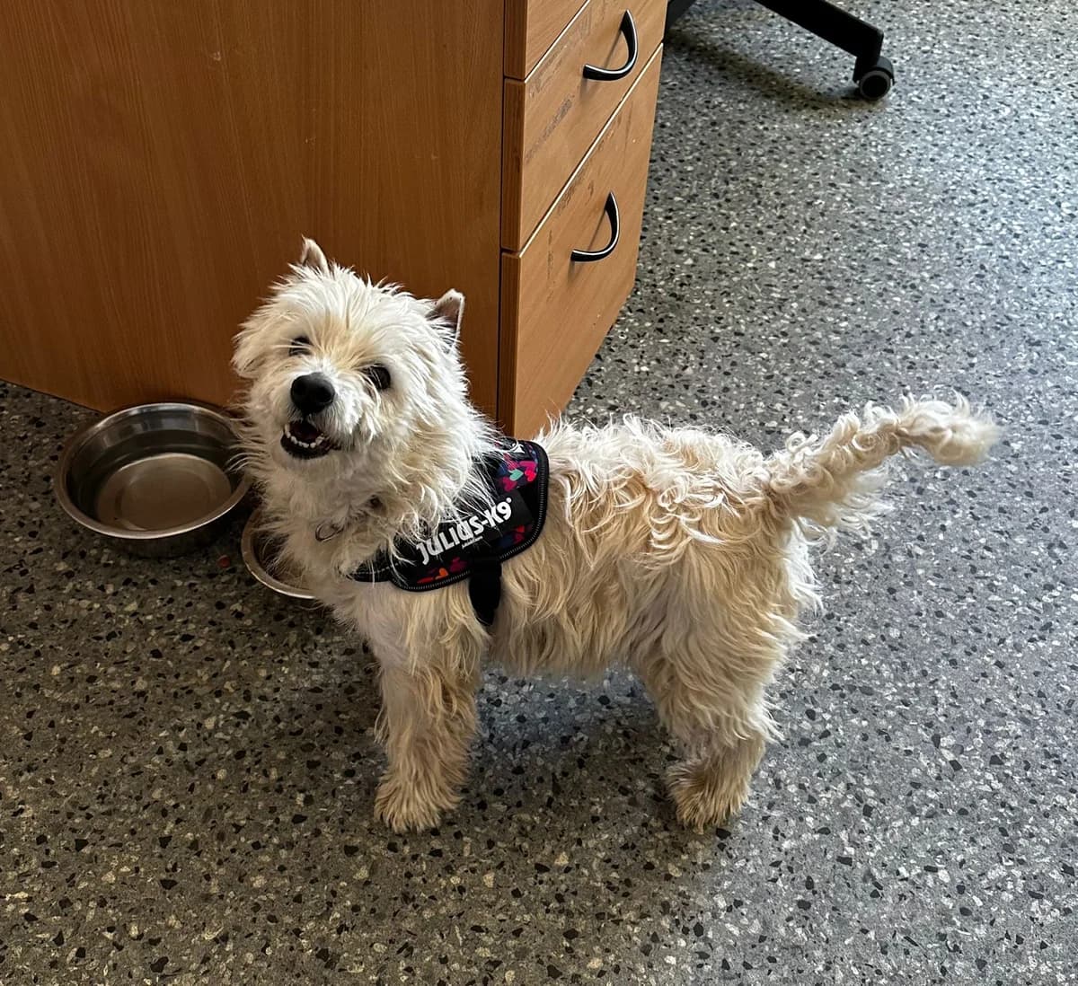 Tammy, female 7yo Mixed Breed for adoption at Mid Antrim Animal Sanctuary, Belfast
