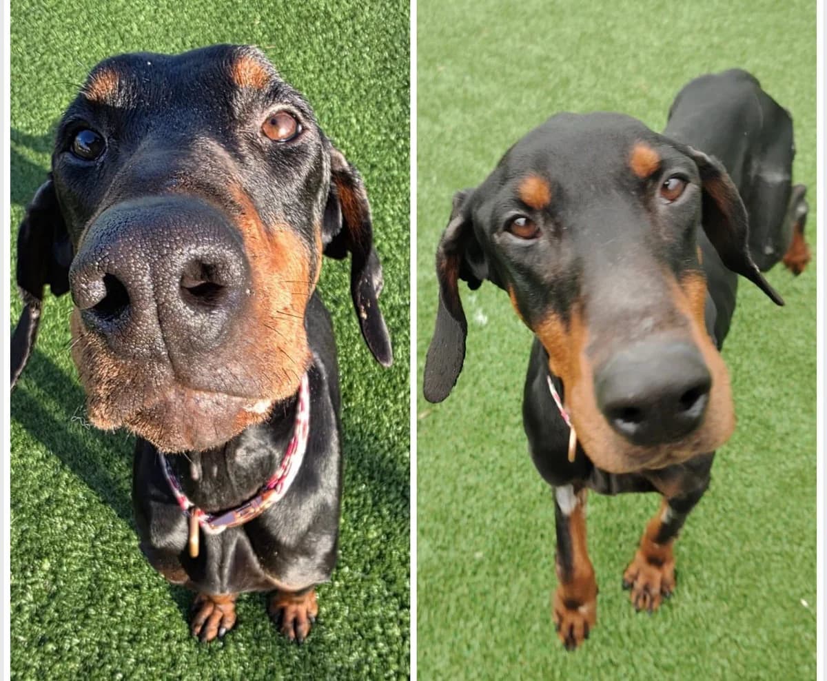 Fiadh, female 4yo Mixed Breed for adoption at Mid Antrim Animal Sanctuary, Belfast