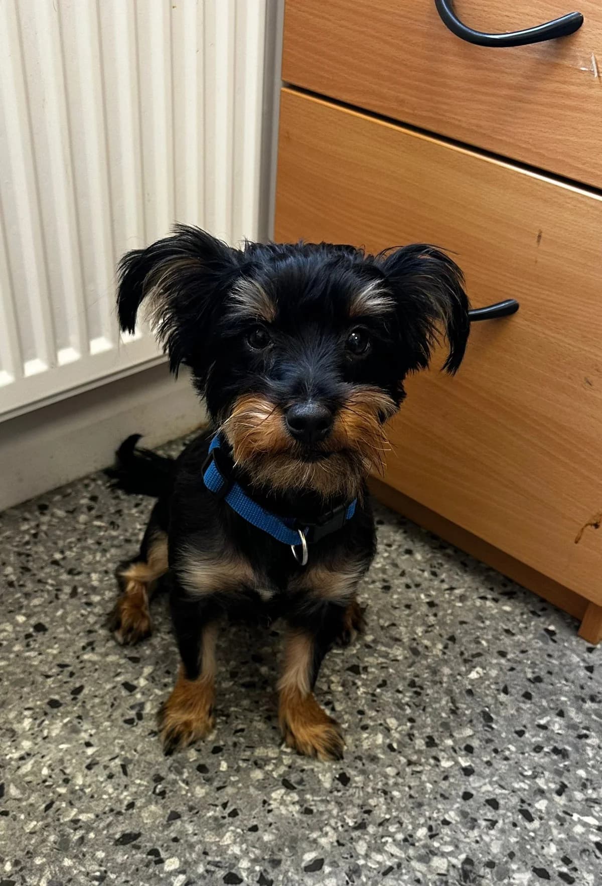 Milo, male young Mixed Breed for adoption at Mid Antrim Animal Sanctuary, Belfast