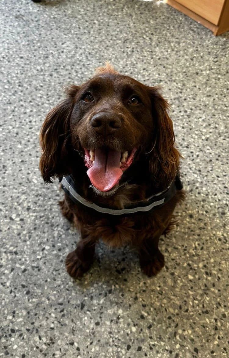 Maisie, female 5yo Mixed Breed for adoption at Mid Antrim Animal Sanctuary, Belfast