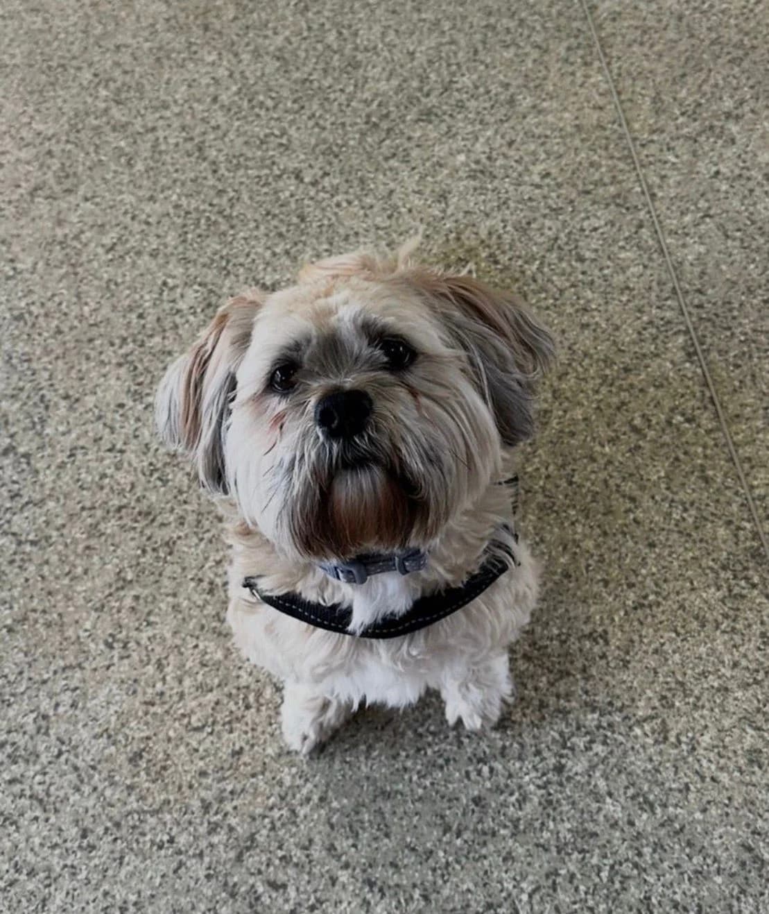 Riley, male 6yo Mixed Breed for adoption at Mid Antrim Animal Sanctuary