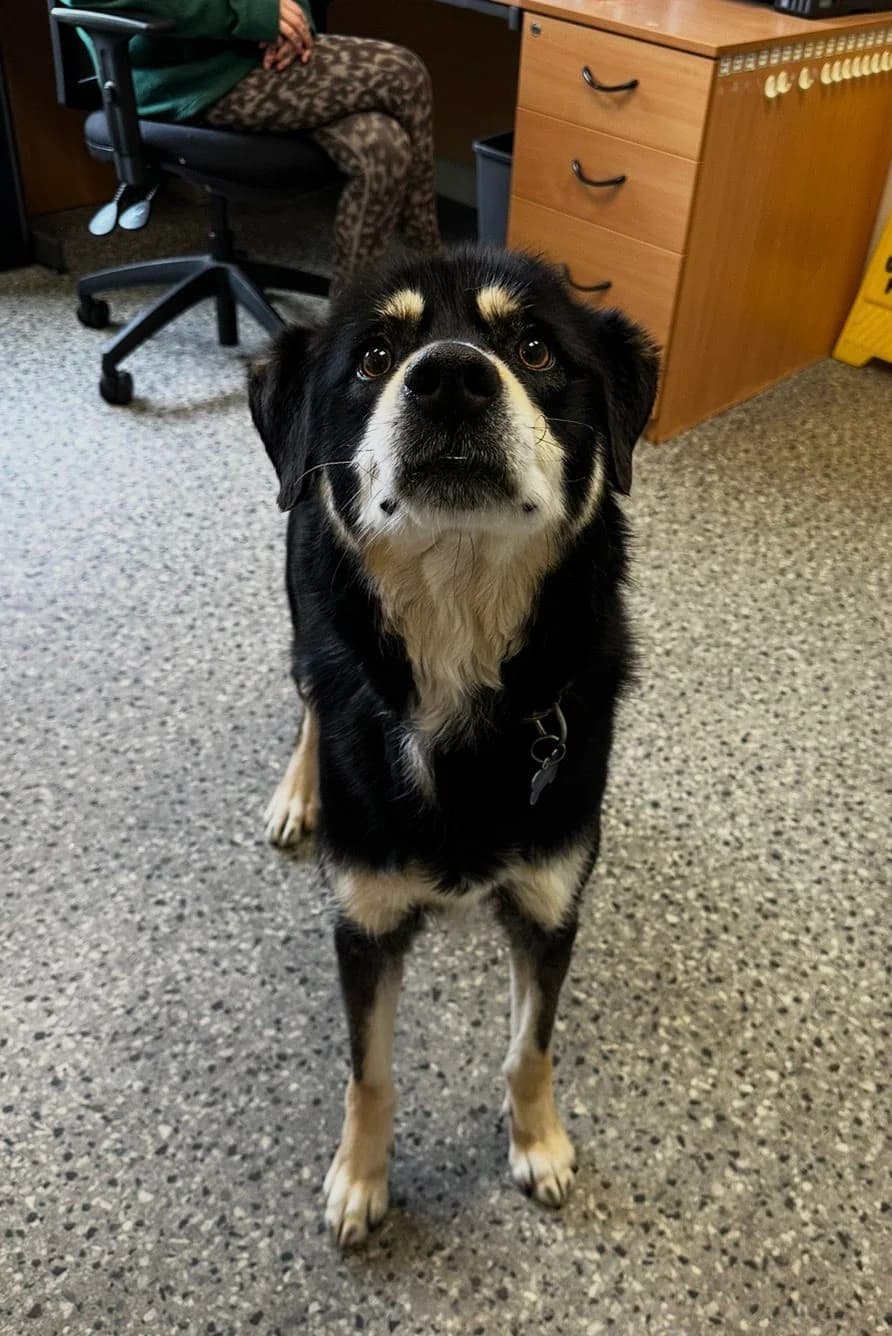 Charlie, male young Collie for adoption at Mid Antrim Animal Sanctuary, Belfast