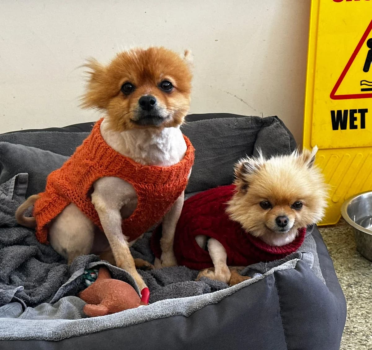 Tails and Sonic, female young Mixed Breed for adoption at Mid Antrim Animal Sanctuary, Belfast