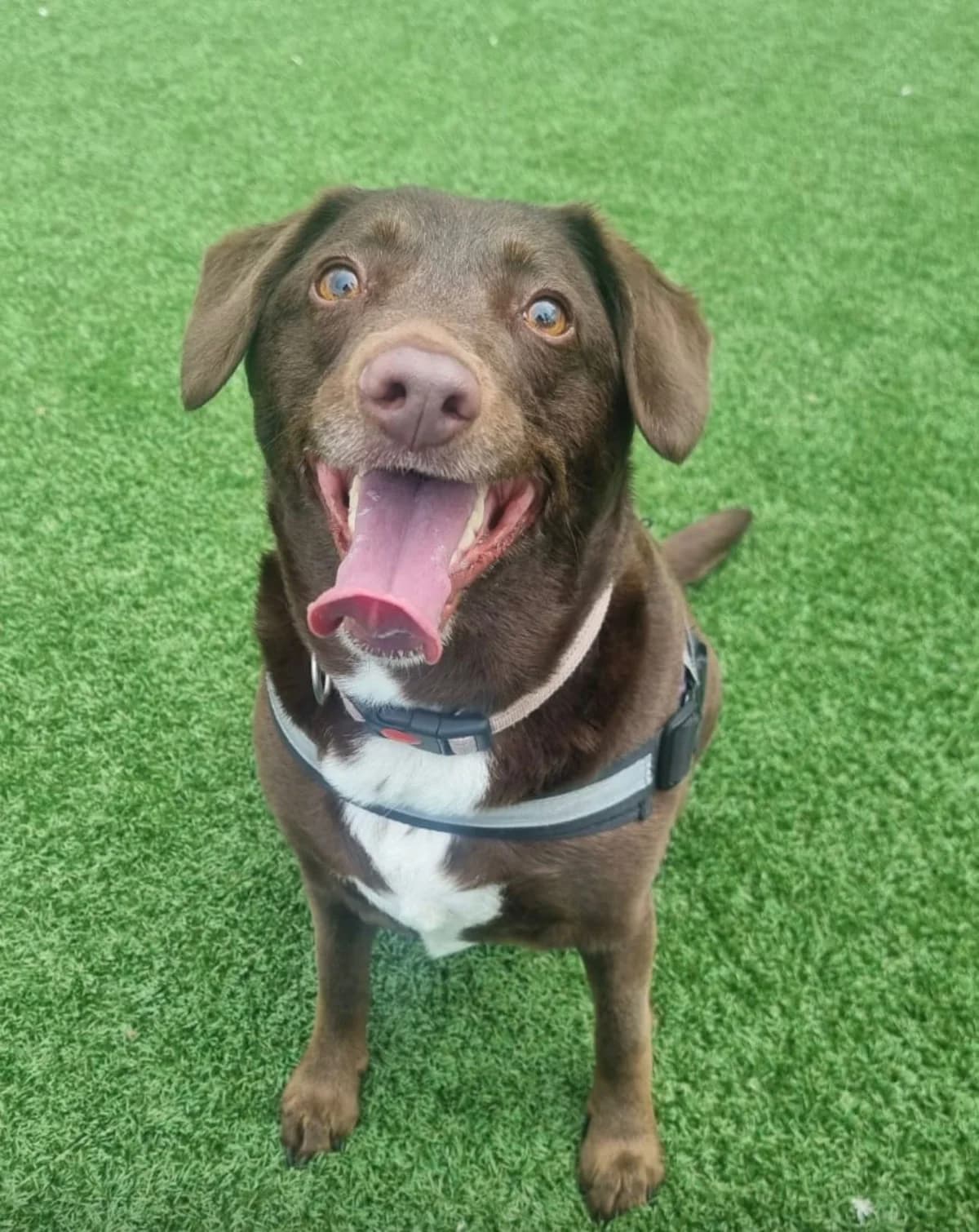 Lola, female 7yo Mixed Breed for adoption at Mid Antrim Animal Sanctuary, Belfast