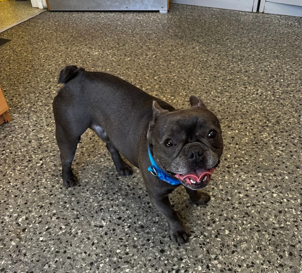 Oreo, male 3yo Mixed Breed for adoption at Mid Antrim Animal Sanctuary, Belfast