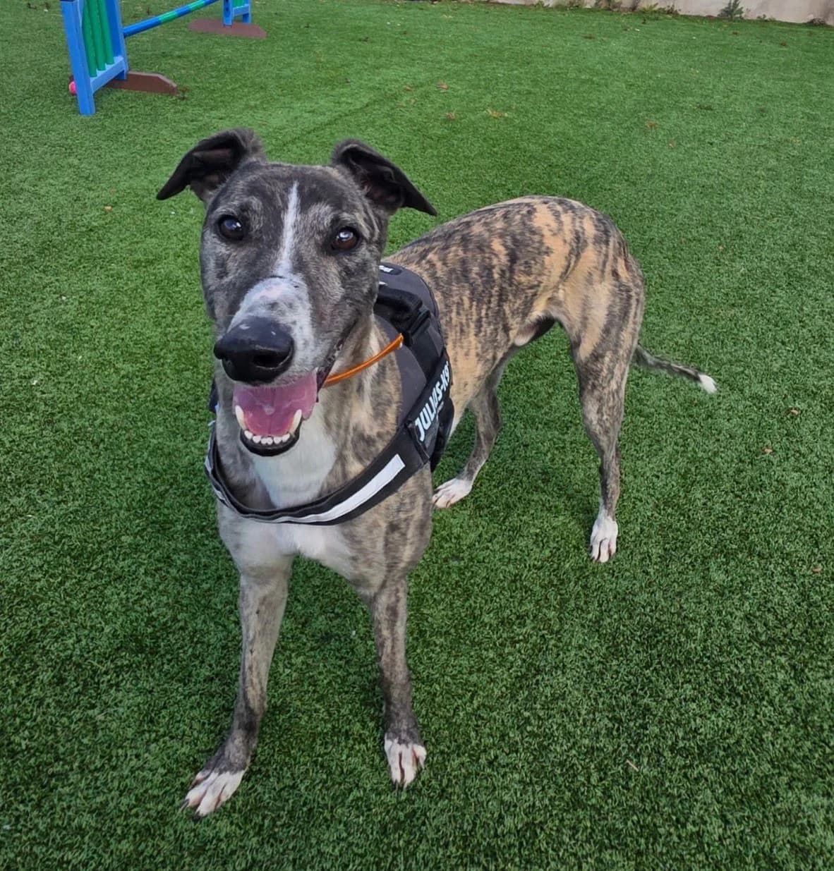 Duke, male 5yo Mixed Breed for adoption at Mid Antrim Animal Sanctuary, Belfast