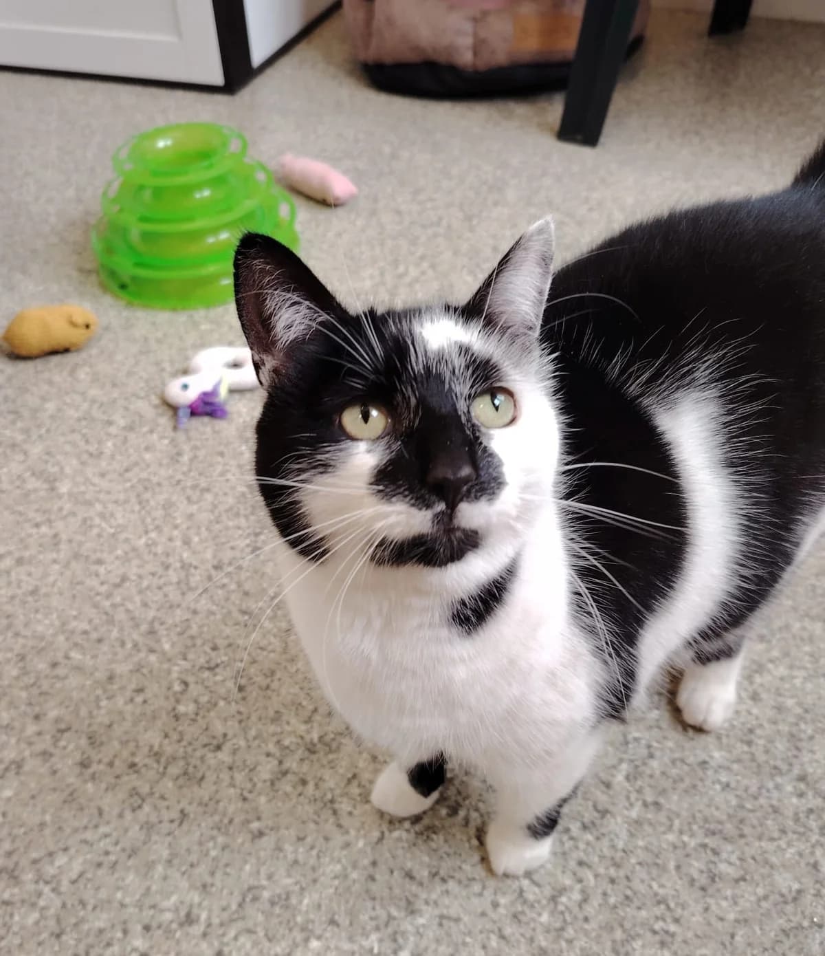 Luna, female 6yo Mixed Breed Cat for adoption at Mid Antrim Animal Sanctuary, Belfast