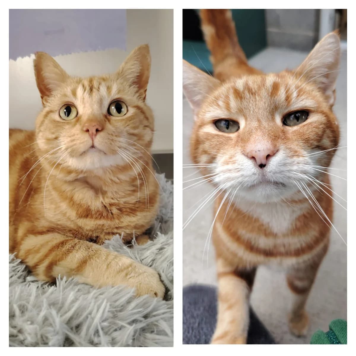 Max & Theo,  senior Mixed Breed Cat for adoption at Mid Antrim Animal Sanctuary, Belfast