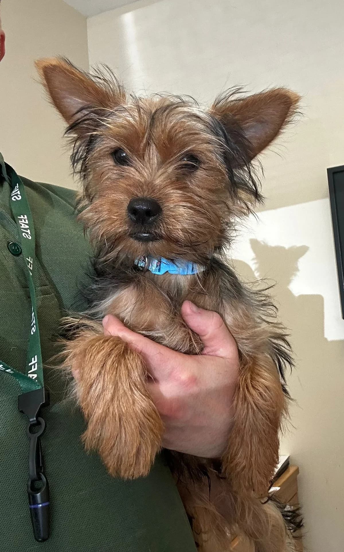 Dexter, male puppy Mixed Breed for adoption at Mid Antrim Animal Sanctuary, Belfast