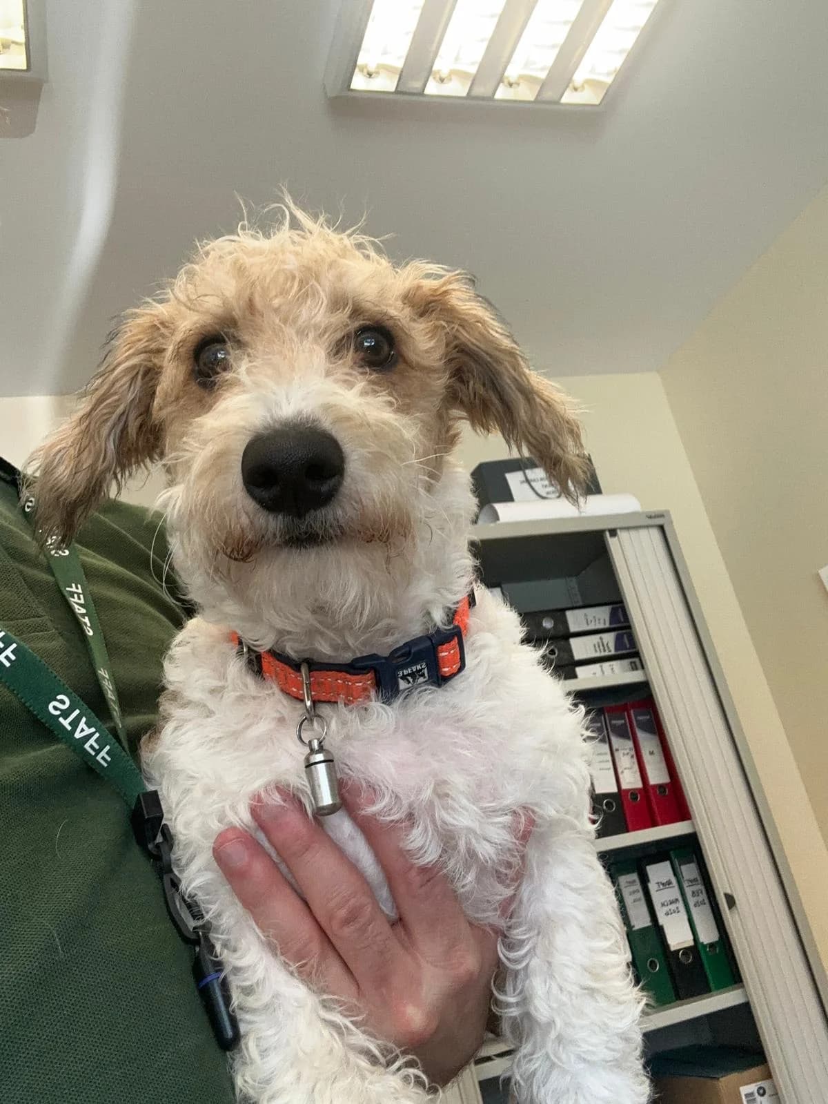 Finn, male puppy Mixed Breed for adoption at Mid Antrim Animal Sanctuary, Belfast