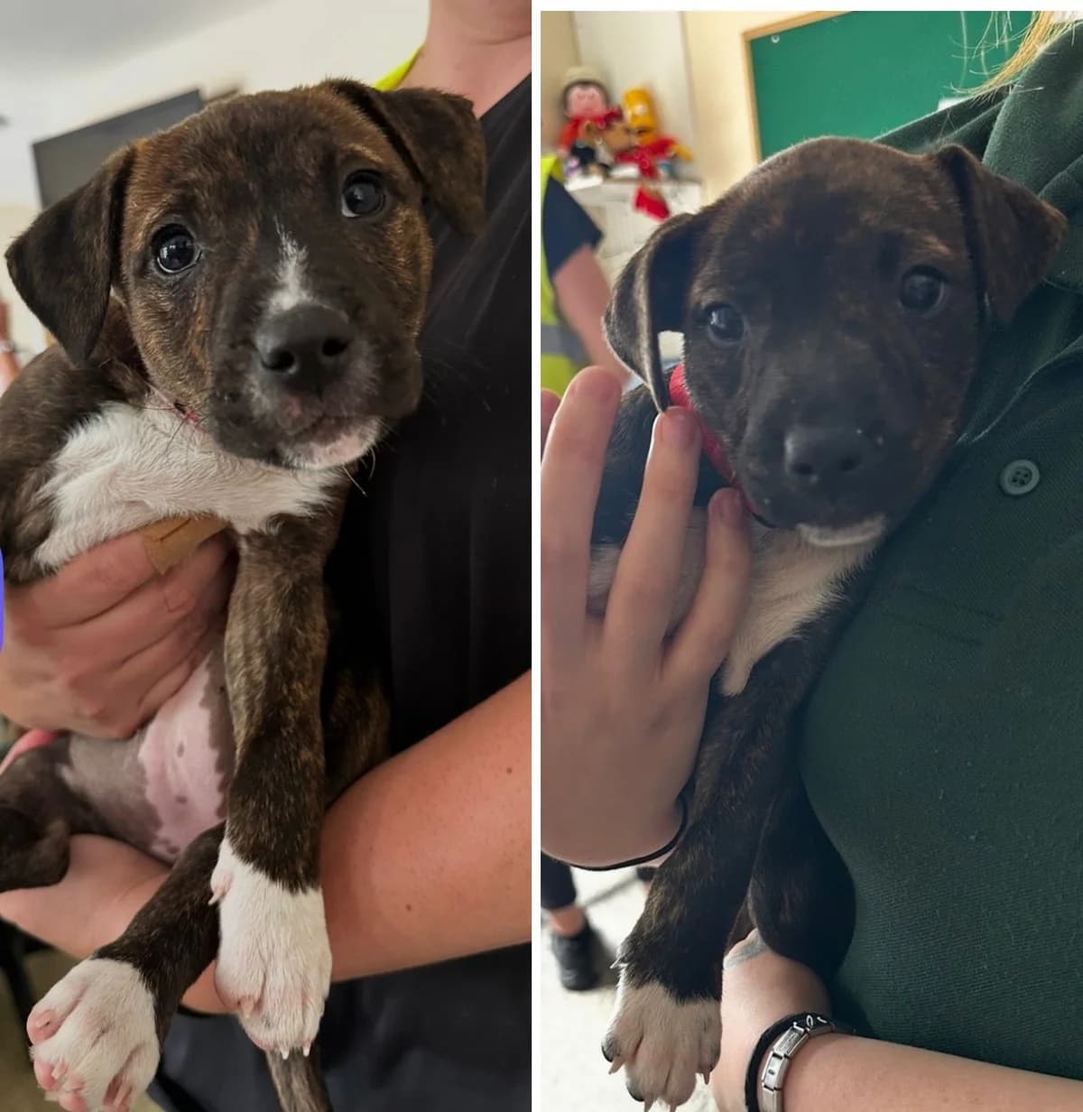 Bambi and Bingo, female puppy Mixed Breed for adoption at Mid Antrim Animal Sanctuary, Belfast