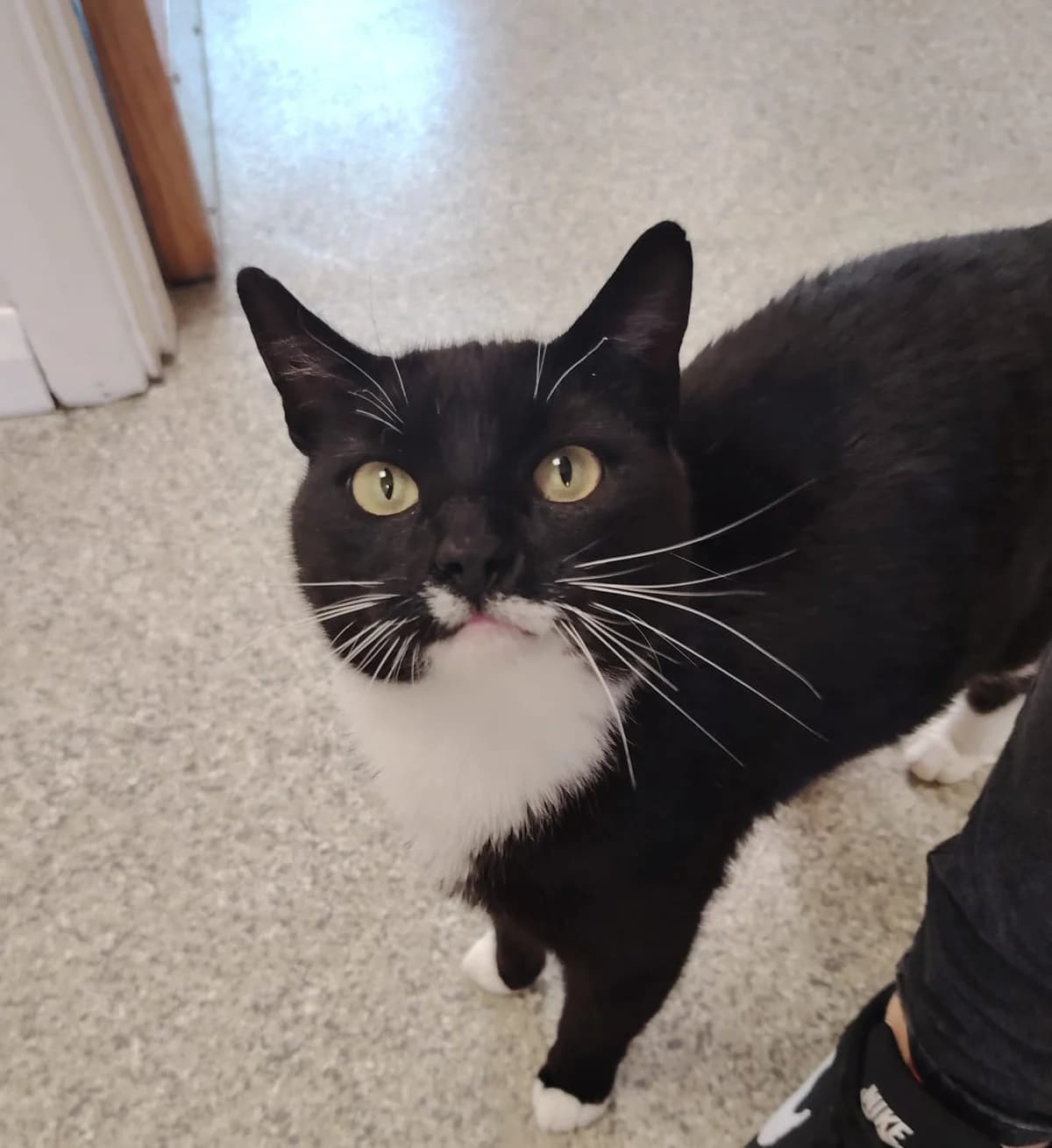 Tux,  young Mixed Breed Cat for adoption at Mid Antrim Animal Sanctuary, Belfast