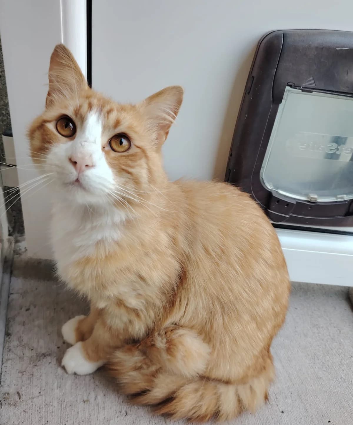 Sonny,  young Mixed Breed Cat for adoption at Mid Antrim Animal Sanctuary, Belfast