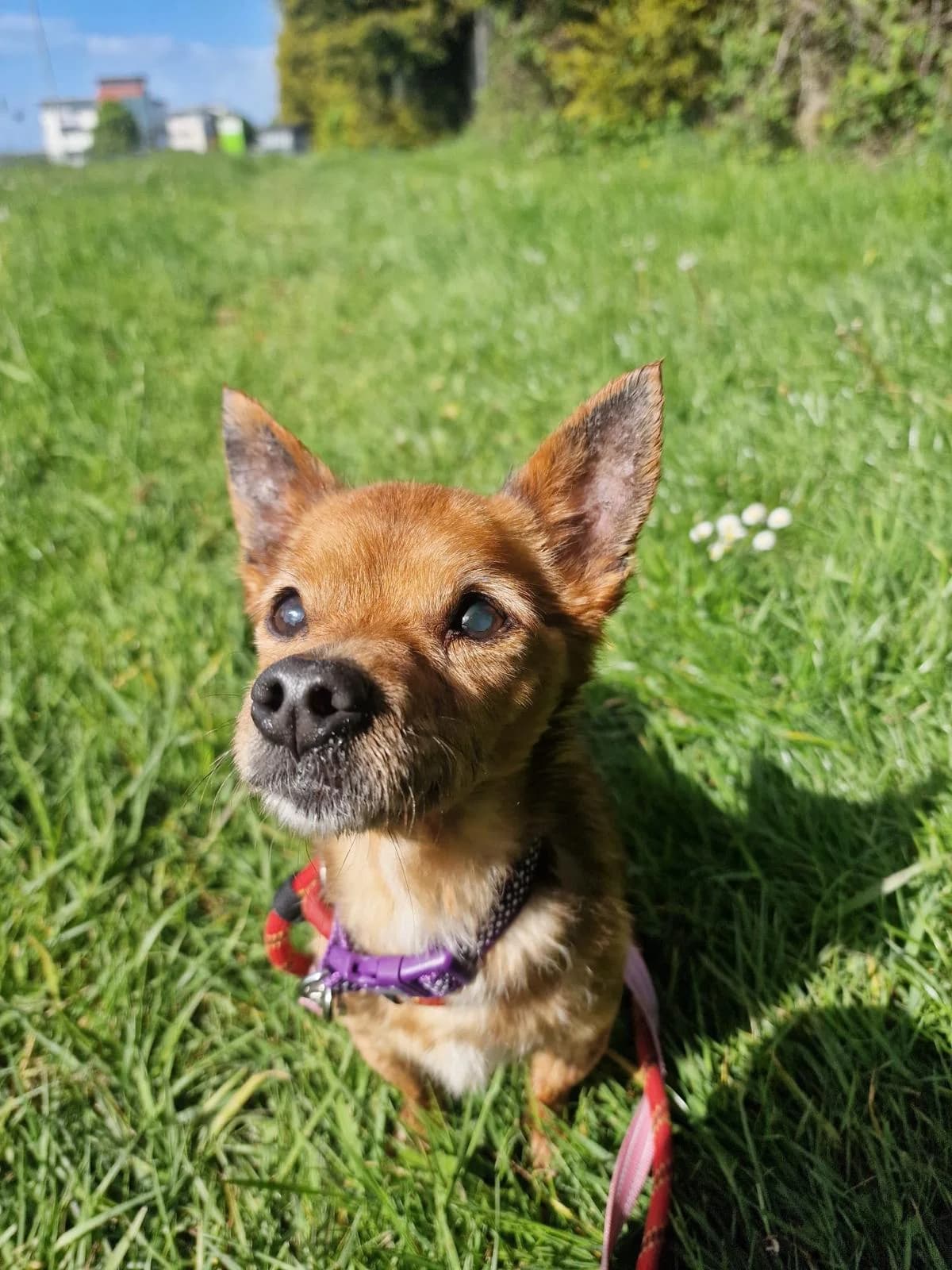 Trixie, female senior mixed breed for adoption at Mid Antrim Animal Sanctuary, Belfast