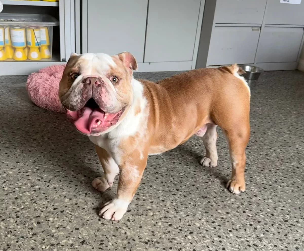 Tank, male 3yo Mixed Breed for adoption at Mid Antrim Animal Sanctuary, Belfast