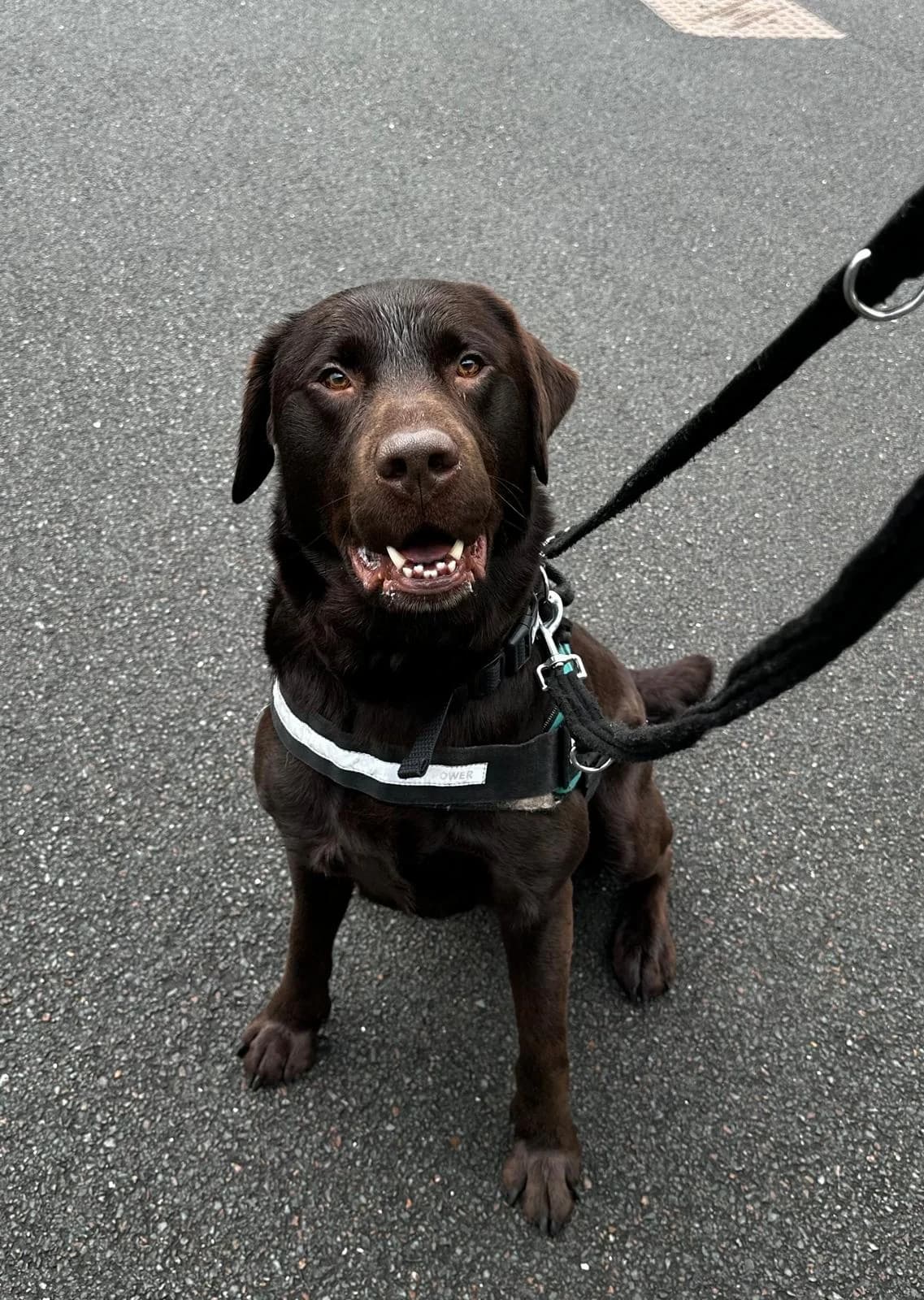 George, male 3yo Labrador Retriever for adoption at Mid Antrim Animal Sanctuary, Belfast