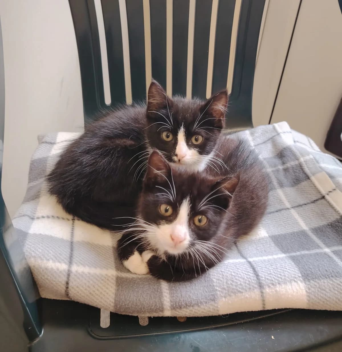 Tony & Carmella, female Mixed Breed Cat for adoption at Mid Antrim Animal Sanctuary, Belfast
