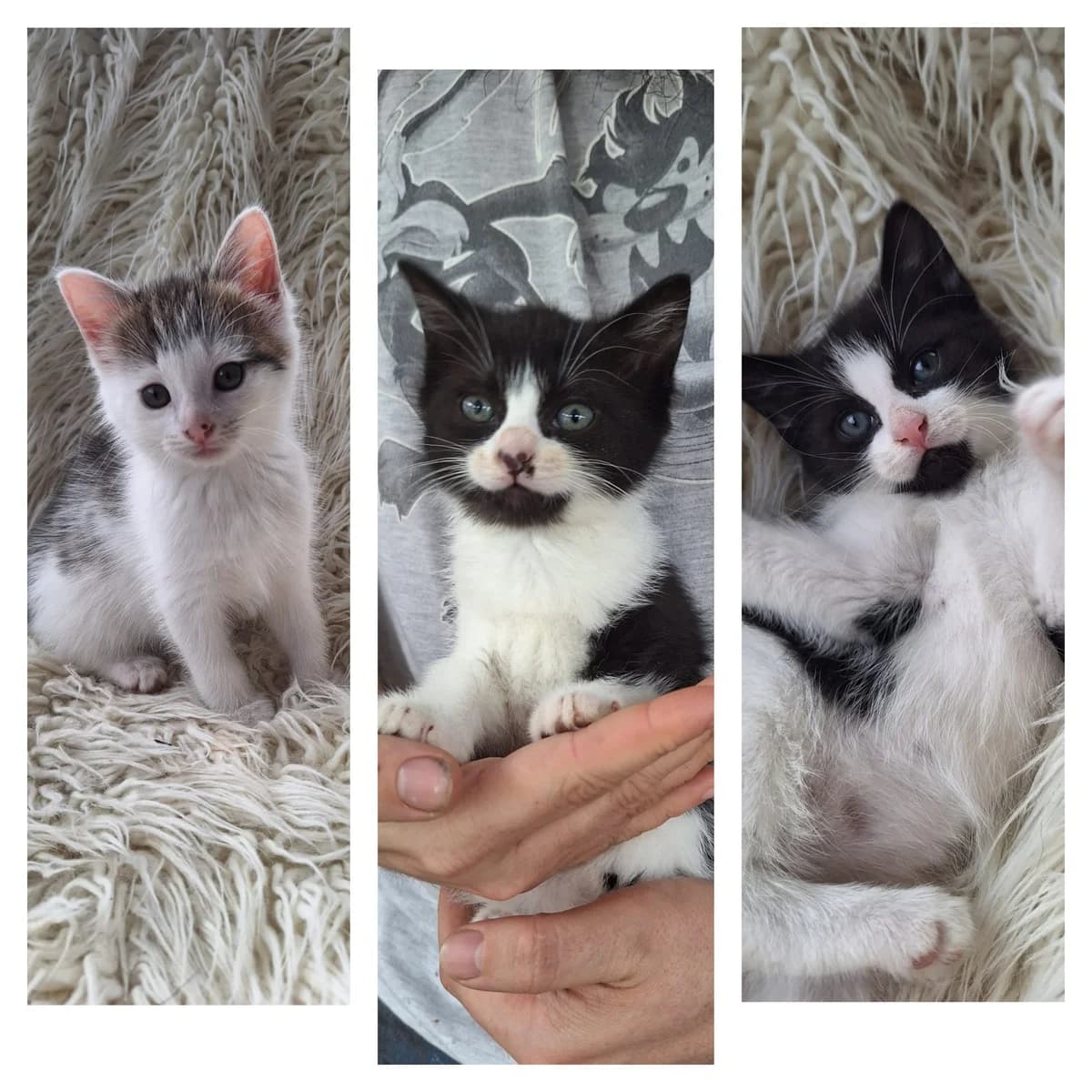 May, Daisy & Lily,  puppy Mixed Breed Cat for adoption at Mid Antrim Animal Sanctuary, Belfast