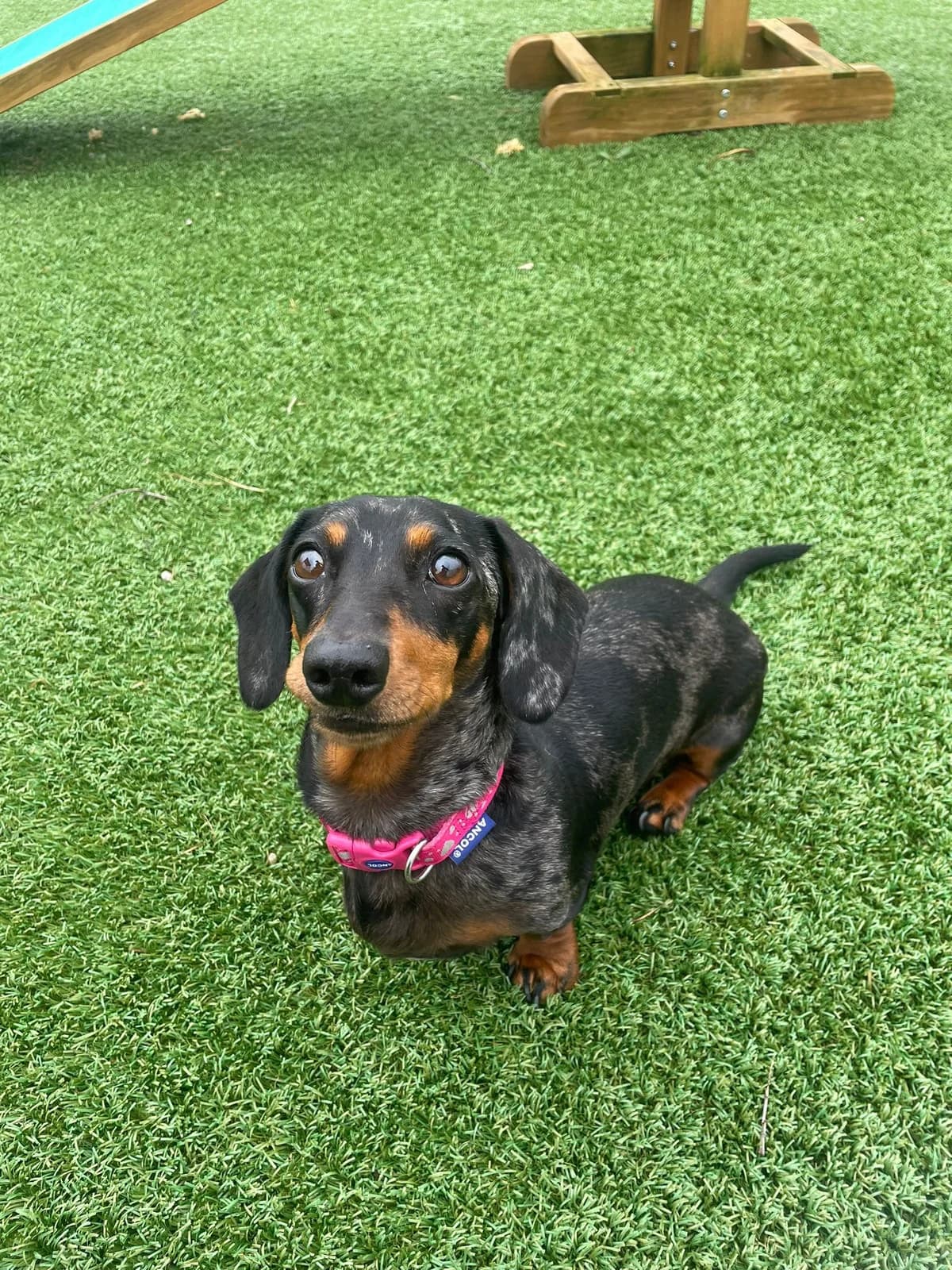 Bella, female young Mixed Breed for adoption at Mid Antrim Animal Sanctuary, Belfast