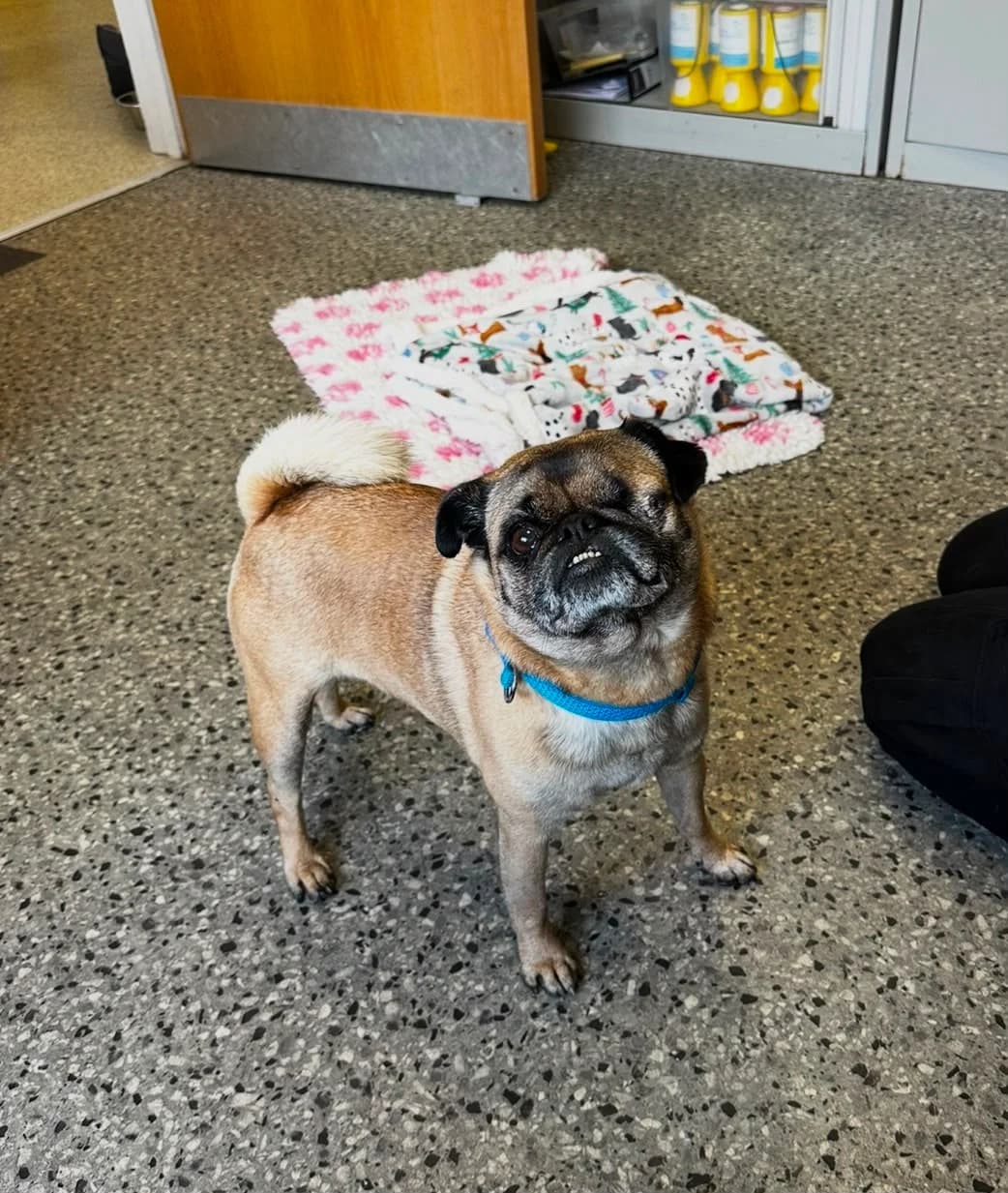 Rocco, male 6yo Mixed Breed for adoption at Mid Antrim Animal Sanctuary, Belfast
