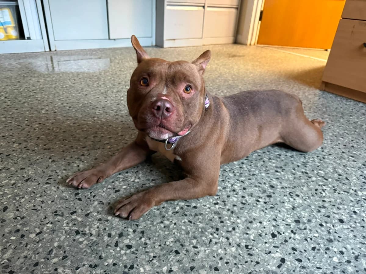Winnie, female 5yo Mixed Breed for adoption at Mid Antrim Animal Sanctuary, Belfast