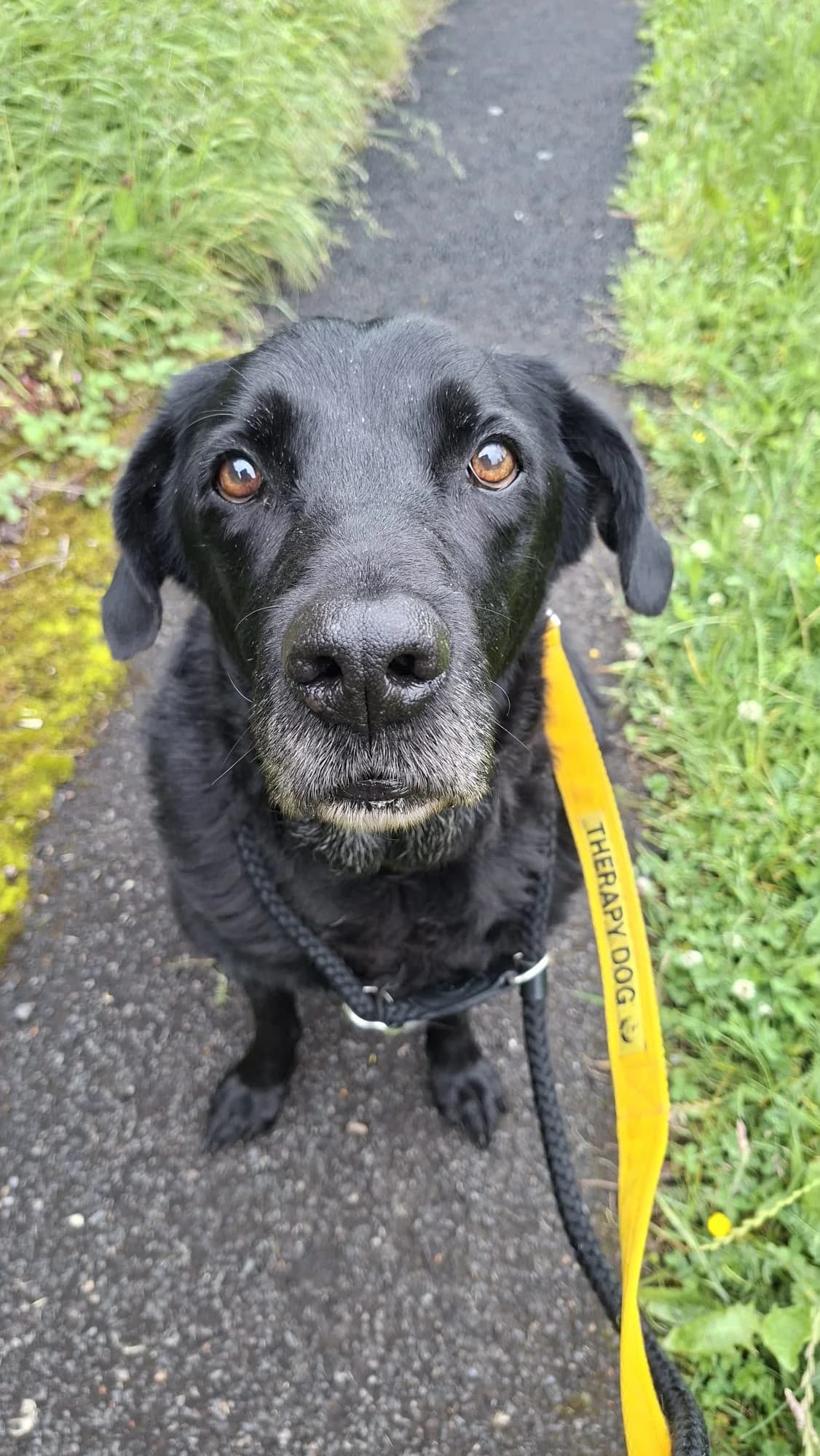 Freddie, male young Mixed Breed for adoption at Mid Antrim Animal Sanctuary, Belfast