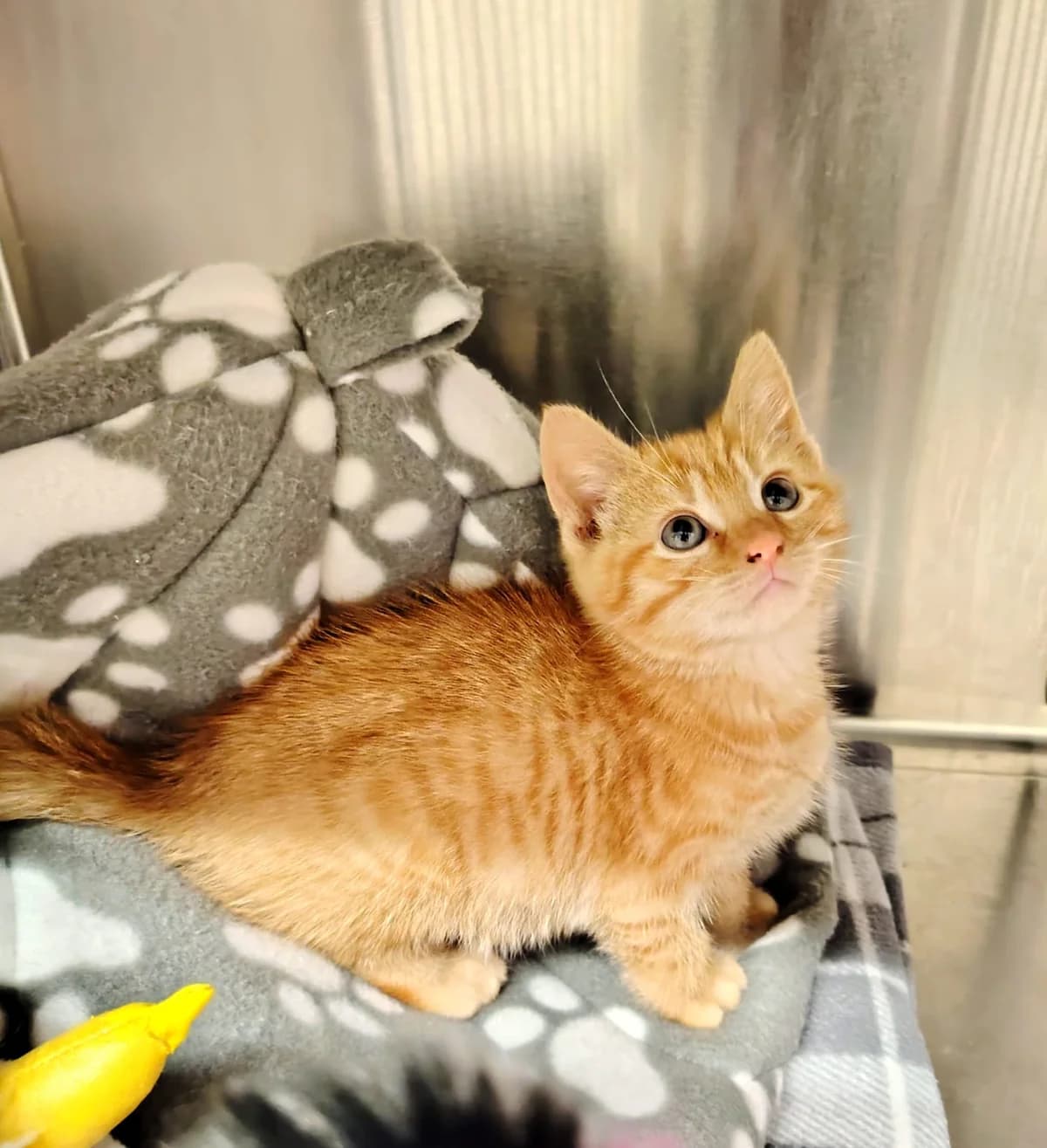 Marmalade, male puppy Mixed Breed for adoption at Mid Antrim Animal Sanctuary, Belfast