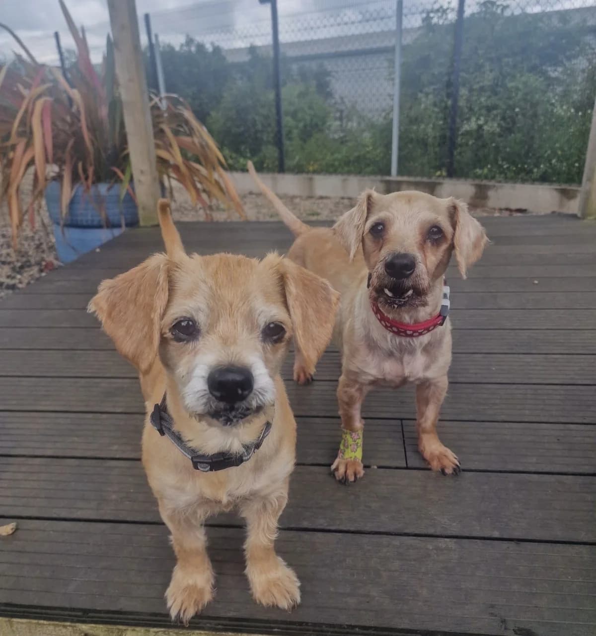 Buddy and Buster,  senior Mixed Breed for adoption at Mid Antrim Animal Sanctuary, Belfast