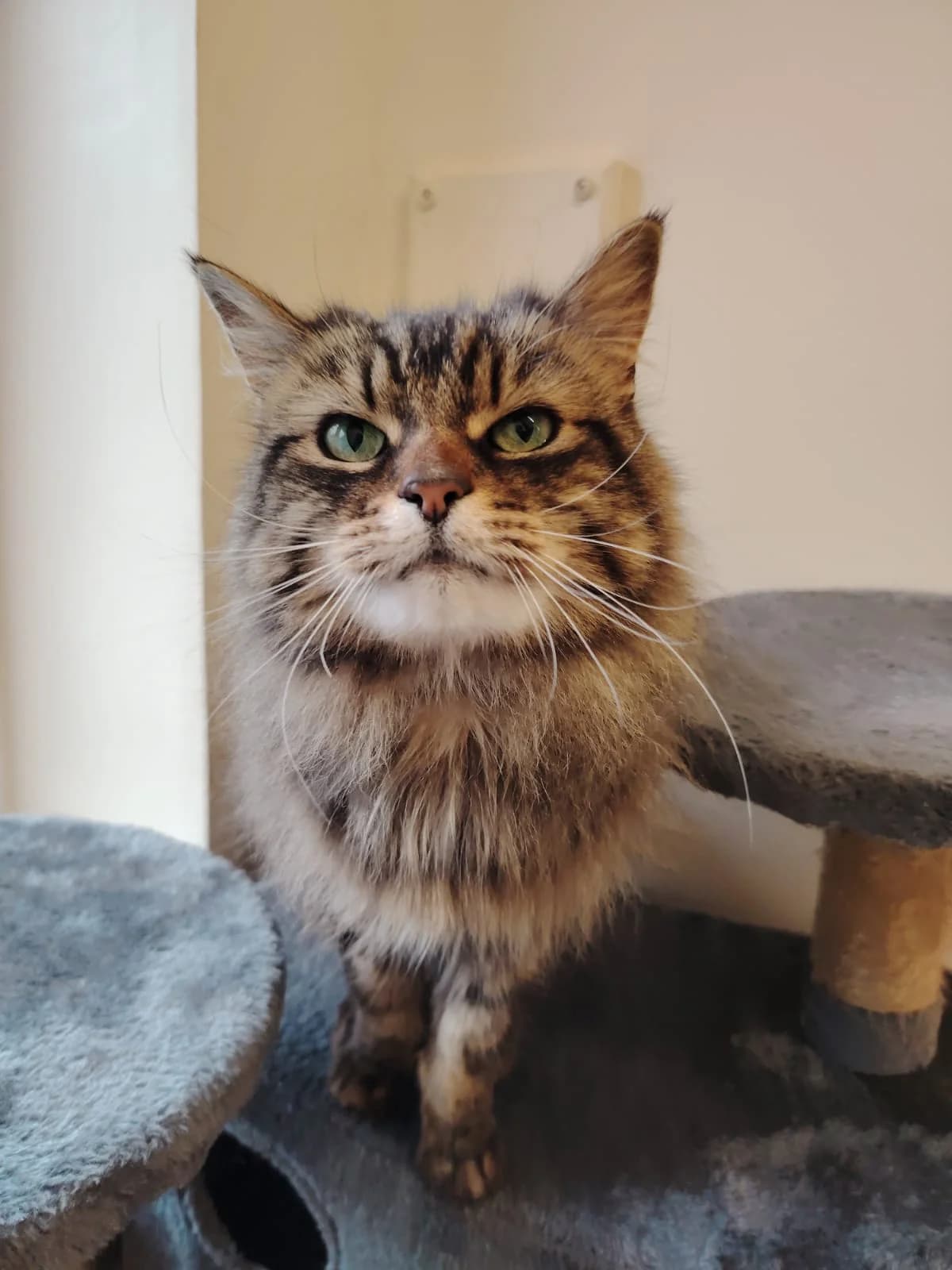 Pepper, female 4yo Mixed Breed Cat for adoption at Mid Antrim Animal Sanctuary, Belfast