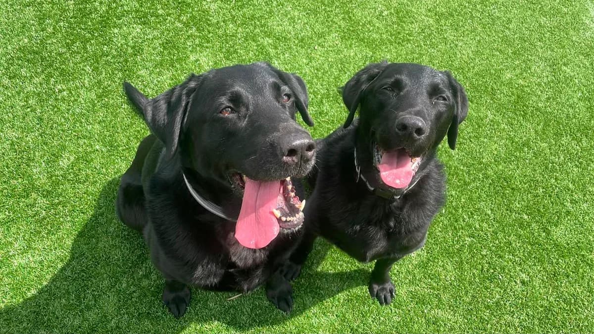 Buzz and Benji,  senior Labrador Retriever for adoption at Mid Antrim Animal Sanctuary, Belfast