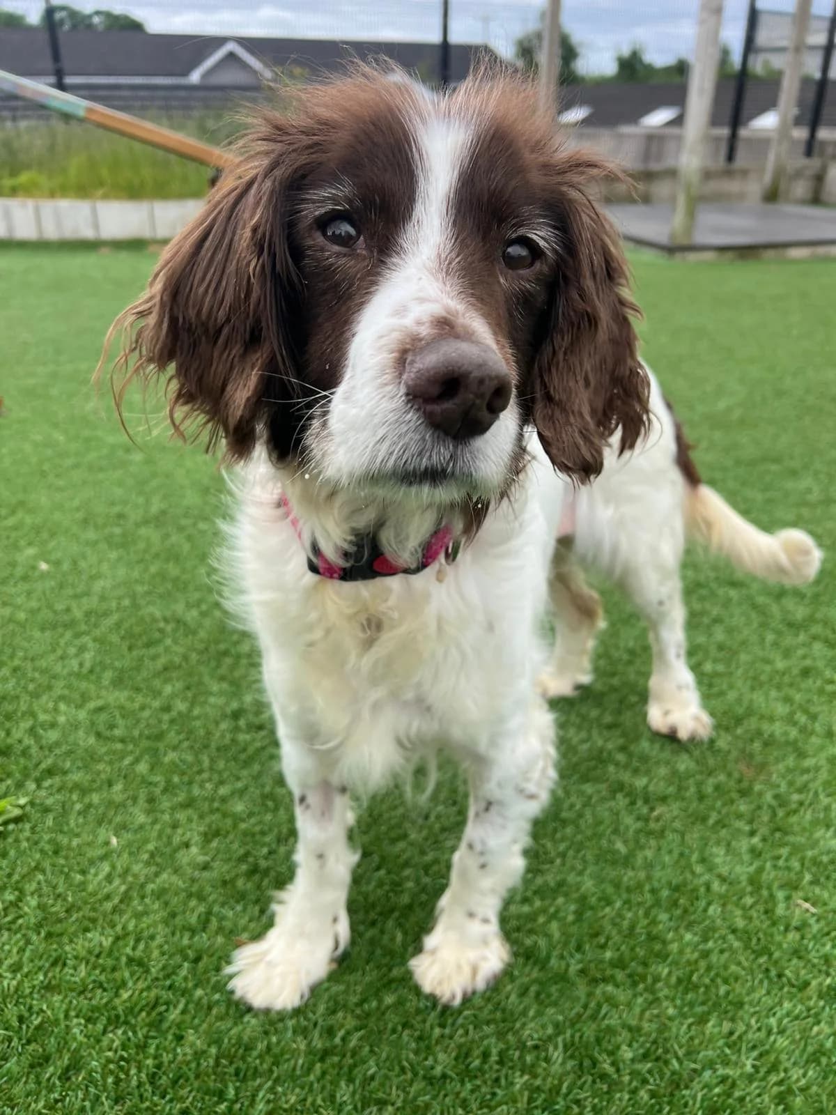 Willow, female senior Mixed Breed for adoption at Mid Antrim Animal Sanctuary, Belfast