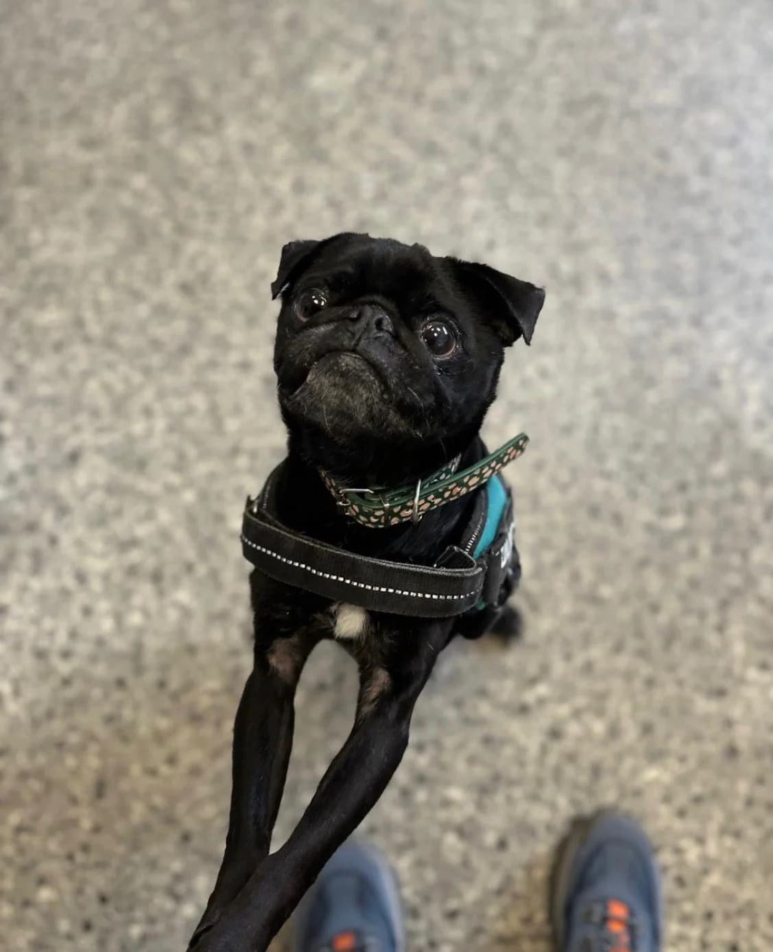 Walter, male 6yo Mixed Breed for adoption at Mid Antrim Animal Sanctuary, Belfast